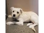 Adopt Coco a White - with Tan, Yellow or Fawn Mixed Breed (Small) / Mixed dog in