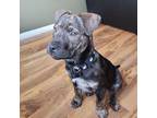 Adopt Cashew a Black Pit Bull Terrier / Shepherd (Unknown Type) / Mixed dog in