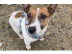 Adopt Twinkle a Brown/Chocolate - with White Jack Russell Terrier / Mixed dog in