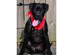 Adopt Max a Black Boxer / Mixed dog in Marietta, GA (33673647)