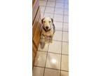 Adopt Harley a White - with Brown or Chocolate Australian Shepherd / Mixed dog