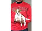 Adopt Bentley a White - with Tan, Yellow or Fawn Toy Fox Terrier / Mixed dog in