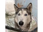 Adopt Blue a Black Husky / Mixed dog in Long Beach, CA (33673542)