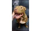 Adopt Denver a Brown/Chocolate - with White American Staffordshire Terrier /