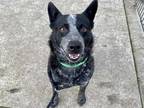 Adopt *GROOT a Black - with White Australian Cattle Dog / Mixed dog in