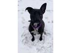 Adopt Cloe a Brown/Chocolate - with White Australian Cattle Dog / Mixed dog in