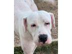 Adopt Maxine a White Boxer / Mixed dog in Temple, TX (31877133)