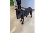 Adopt CASPIAN a Black American Pit Bull Terrier / Mixed dog in Killeen