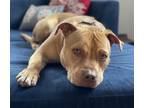 Adopt CIDER a Tan/Yellow/Fawn American Staffordshire Terrier / Mixed dog in