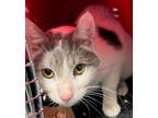 Adopt Harley a Domestic Mediumhair / Mixed (short coat) cat in Brooklyn