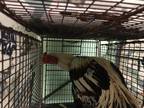 Adopt HERCULES a Chicken bird in Tustin, CA (33672527)