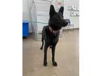 Adopt DEWEY a Black German Shepherd Dog / Mixed dog in Dallas, TX (33672650)