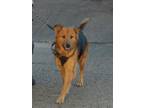 Adopt SASHA a Red/Golden/Orange/Chestnut - with Black German Shepherd Dog /
