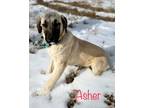 Adopt Asher a Anatolian Shepherd dog in Windsor, CO (33670675)
