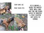 Adopt Ace a Brown/Chocolate - with Black American Pit Bull Terrier / Coonhound /