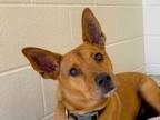 Adopt Wade a Red/Golden/Orange/Chestnut Mixed Breed (Medium) / Mixed dog in