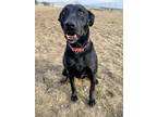 Adopt Shae a Black Labrador Retriever / Greyhound / Mixed dog in Beatrice