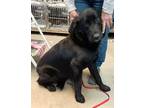 Adopt B.K a Black Labrador Retriever / Mixed dog in Beatrice, NE (33672188)