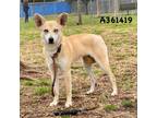 Adopt B.L.T. a Tan/Yellow/Fawn - with White Fox Terrier (Smooth) / Mixed dog in