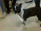 Adopt LOLA a Brindle - with White Boston Terrier / Mixed dog in Doral