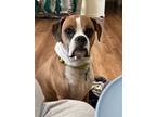 Adopt Sammy a Tan/Yellow/Fawn - with Black Boxer / Mixed dog in Citrus Heights