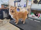 Adopt Chase a Tan/Yellow/Fawn Pomeranian / Mixed dog in Va Beach, VA (33672080)