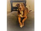 Adopt Daxter Great w/ Cat and Dog Social Loves People a Basset Hound / Terrier