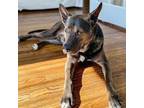Adopt Knox a Black German Shepherd Dog / Mixed dog in Helena, AL (33672056)