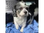 Adopt Benny a White - with Tan, Yellow or Fawn Shih Tzu / Mixed dog in Helena