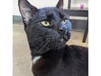 Adopt Paco a All Black Domestic Shorthair / Domestic Shorthair / Mixed cat in