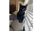 Adopt Atticus a Black (Mostly) American Shorthair / Mixed (short coat) cat in