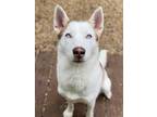 Adopt Arya a Siberian Husky / Mixed dog in Matawan, NJ (33671972)