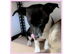 Adopt Darby a Corgi / Mixed dog in Calverton, NY (33671922)