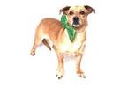 Adopt Flea 30621-d a Tan/Yellow/Fawn Dachshund / Mixed dog in Ithaca
