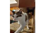 Adopt Smokey a White (Mostly) Domestic Shorthair / Mixed (short coat) cat in