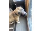 Adopt Chyna a Tan/Yellow/Fawn - with White American Staffordshire Terrier /