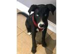 Adopt Royce a Black - with White Mixed Breed (Medium) / Mixed dog in