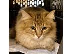 Adopt Sailor A Brown Or Chocolate Domestic Longhair / Mixed Cat In San Diego