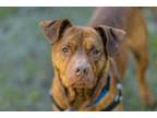 Adopt Tater a Brindle American Pit Bull Terrier / Labrador Retriever / Mixed dog