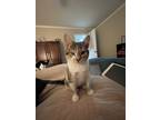 Adopt Leela a Brown Tabby Domestic Shorthair (short coat) cat in Shreveport