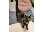 Adopt 46-22 a All Black Domestic Shorthair / Domestic Shorthair / Mixed cat in