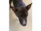 Adopt IZZY a Brindle - with White Bull Terrier / Mixed dog in Derwood