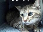 Adopt ATHENA a Brown Tabby Domestic Shorthair / Mixed (short coat) cat in