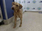 Adopt MAVERICK a Brown/Chocolate Labrador Retriever / Mixed dog in Doral