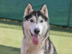 Adopt MOOKIE a Black Husky / Mixed dog in Carlsbad, CA (33671456)