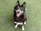 Adopt PIXIE a Black - with White Husky / Mixed Breed (Medium) / Mixed dog in