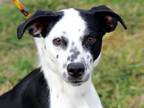 Adopt Jack a Black - with White Whippet / Dalmatian / Mixed dog in Georgetown