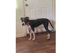 Adopt Conan a Black - with White Hound (Unknown Type) / Mixed dog in Fort