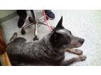 Adopt Malak a Black Australian Cattle Dog / Mixed dog in Knoxville