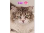 Adopt Eski a Domestic Longhair / Mixed cat in Brockville, ON (33671317)